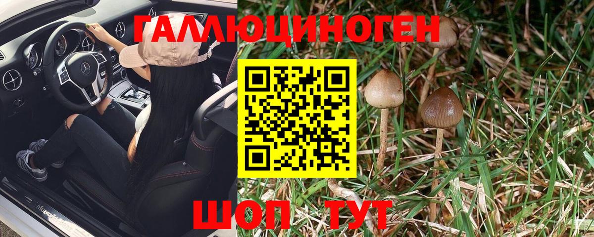 Псилоцибиновые грибы Psilocybe Ногинск